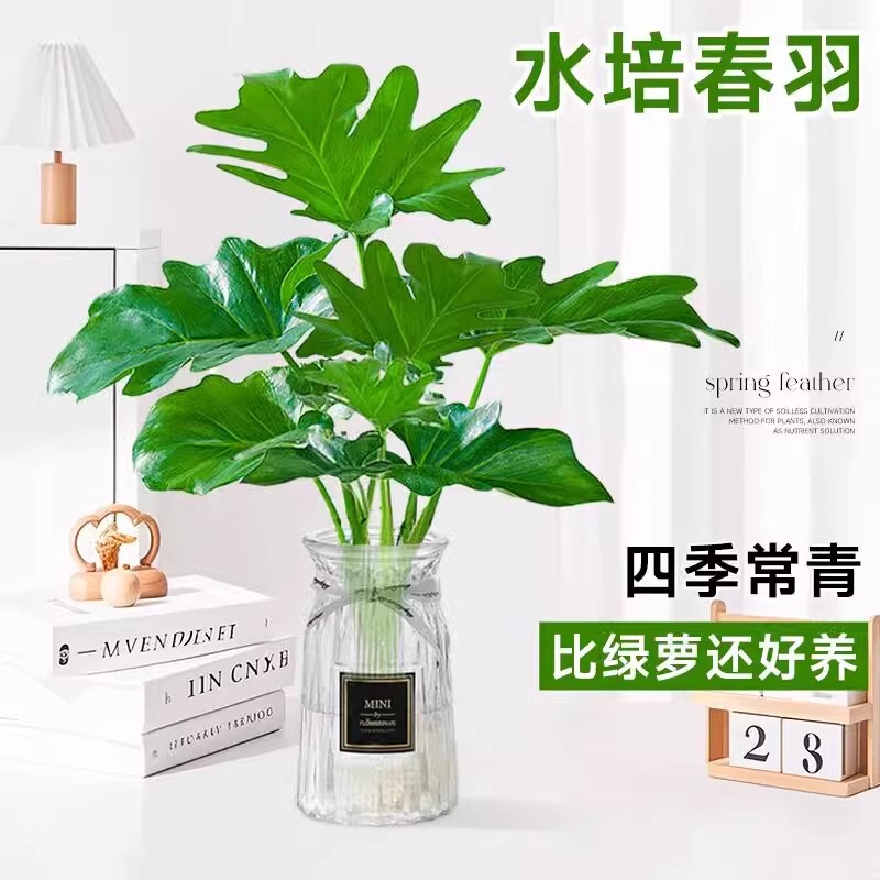 Spring Rain Potted Indoor Hydroponic Plants, Spring Rain Living Room Balcony Potted Flowers, Office Water-Cultured Formaldehyde-Absorbing Green Plants Spring Rain Potted Indoor Hydroponic Plants, Spring Rain Living Room Balcony Potted Flowers, Office Water-Cultured Formaldehyde-Absorbing Green Plants