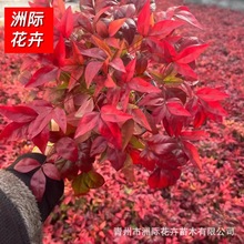 ���������� ����  �G����ľ    ������   ɫ�K  �h�ʠ�  ��������