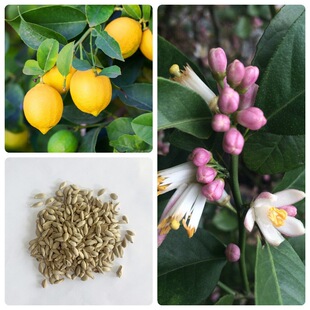 ���ʷN�����ӷN�����ӷN�ӳ��ӷN�����ٷN�ӽ��ӷN��ˮ������N��