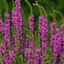 ǧ���˷N��ˮ������ˮ���N�Ӿ��^�����ͺ����������N�ӻ��Ѱ��]