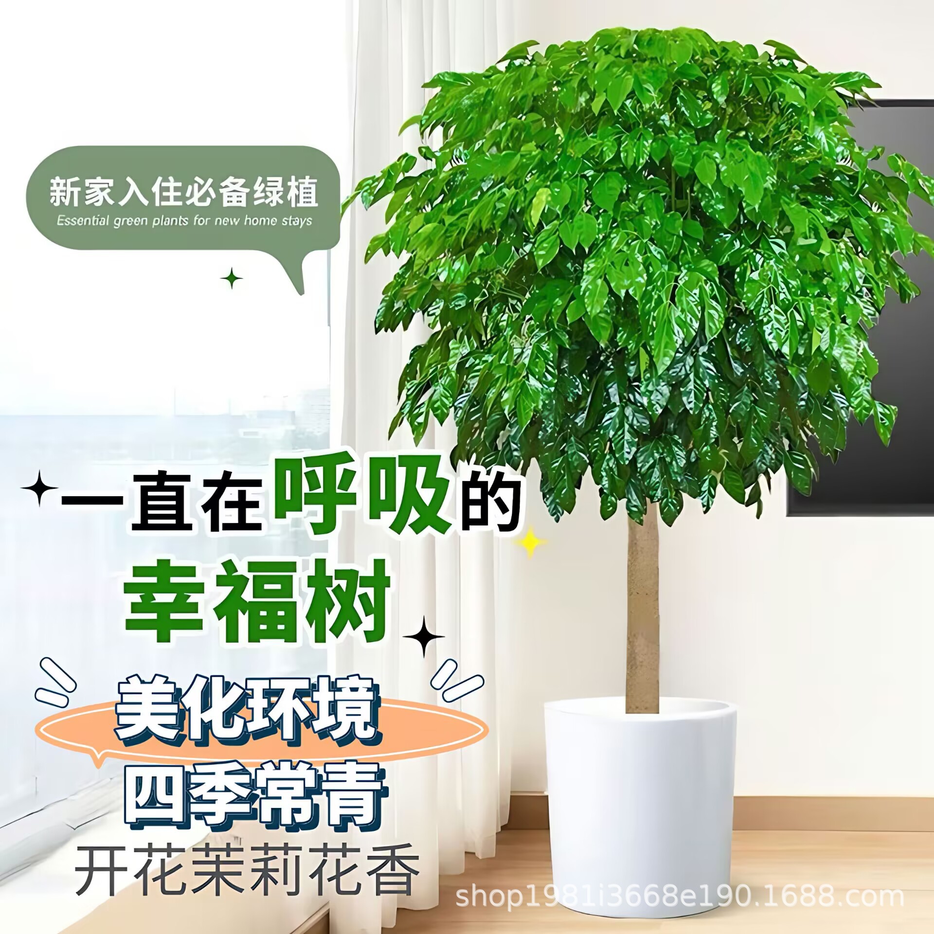 幸福树客厅盆栽大棒棒糖绿植办公室内吸甲醛四季常青平安树苗植物