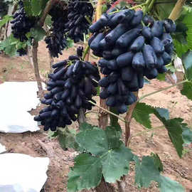 晚熟无籽甜蜜蓝宝石葡萄树北方耐寒庭院爬藤南北方种植果树