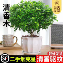 花卉植物夏日室内九里香绿植清香胡椒木驱蚊草盆栽树苗老桩盆景