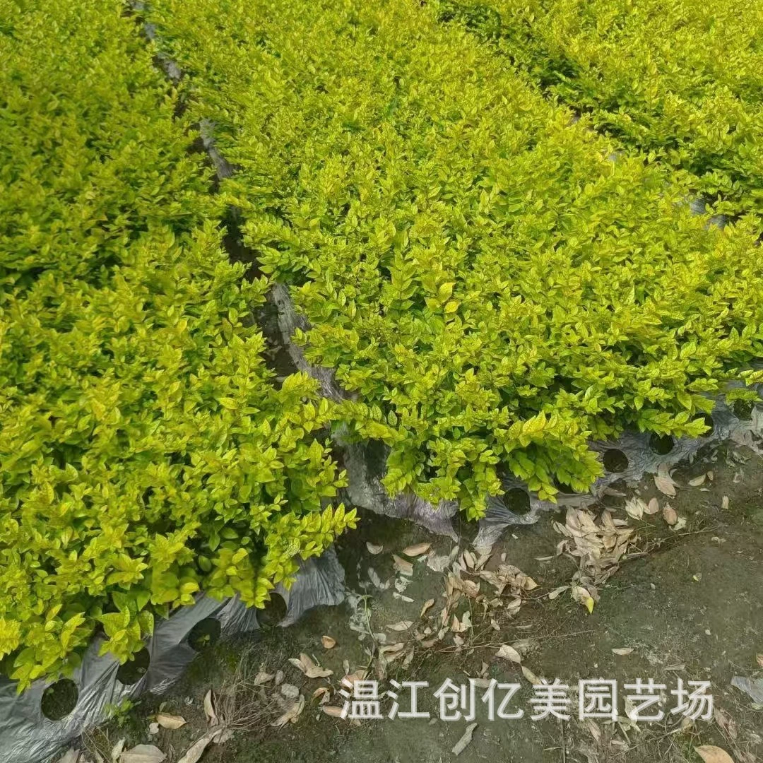 Оптовая продажа саженцев лигуструма золотистого и саженцев в горшках для городских дворов и парков, доступны большие объемы по выгодным ценам.