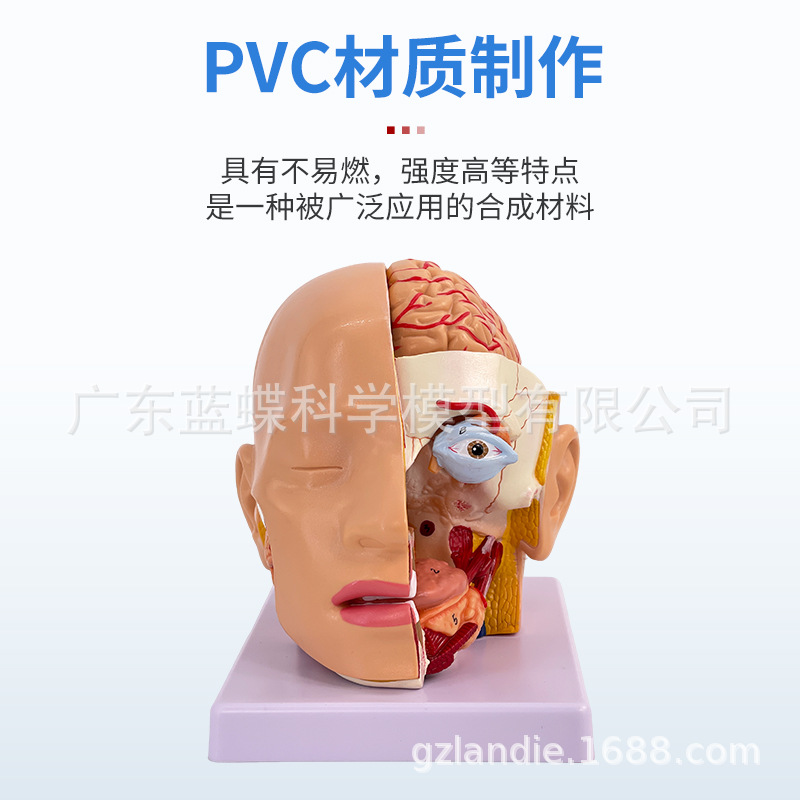 ��ѧ��������ͷ�����ʸ��Զ���ģ�� ͷ�в�����ͷ�Խ��ʿɲ�4����