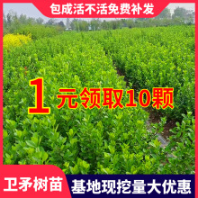 �lì���lì�����ļ����G�ͺ��G��������ľ�e��ͥԺ�G�h�h��ֲ��