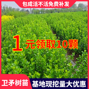 �lì���lì�����ļ����G�ͺ��G��������ľ�e��ͥԺ�G�h�h��ֲ��