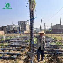 黑皮甘蔗之水果甘蔗产地广西优质万亩甘蔗种植基地