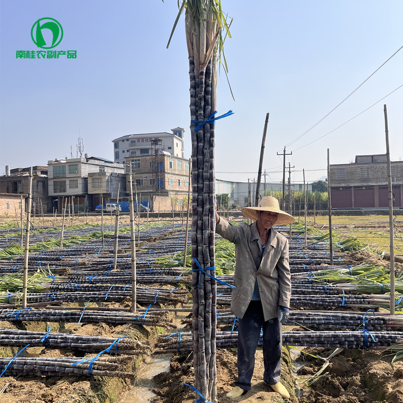 黑皮甘蔗之水果甘蔗产地广西优质万亩甘蔗种植基地