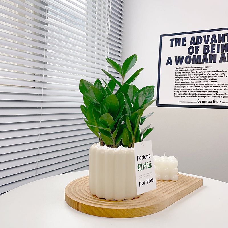 Money Tree, Money Tree Potted Plant, Indoor Green Plant, Purifies the Air, Removes Formaldehyde, Easy to Feed for Lazy People, Bonsai Hot Sale