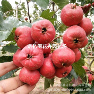 ɽ高����޽Ӵ�����ɽ高����ش���ɽ���ͥԺ���Ե��ԷNֲ����