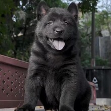 定制广西土猎犬五黑五红家庭护卫犬宠物活体狗狗中型狩猎犬伴侣犬