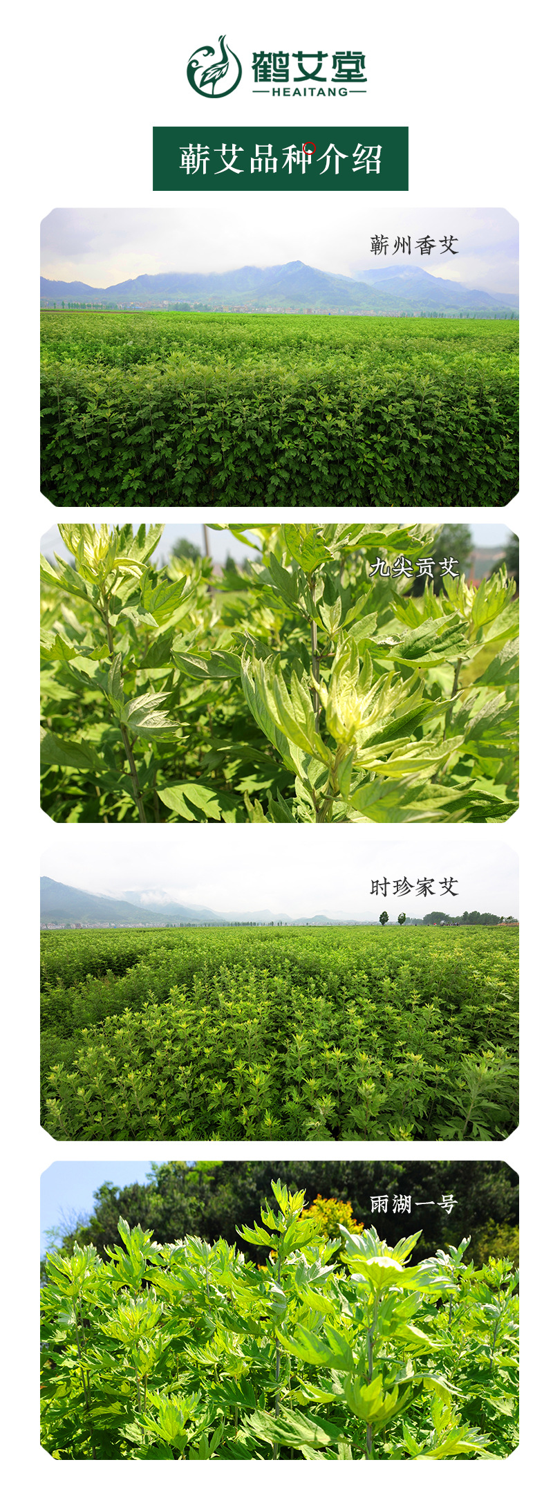 艾姥姥蕲艾1.8CM石磨艾条.8