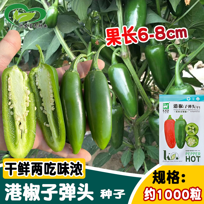 神禾种业港椒子弹头辣椒种子 农田菜园基地播种干鲜两吃辣椒种籽