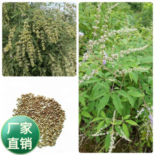 �S�G�l�N���G�l��N����Դֲ���G�l���N�Ӷ��G���ӹ�ľ�N��