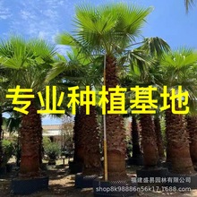 福建老人葵批发 江苏华盛顿棕榈树 老人葵华盛顿葵基地 浙江华棕