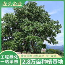 �o���ӹ�����ͥԺ������ľ�����ļ�������ľ�L������^�p���^��