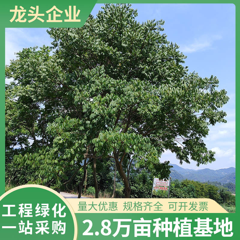 无患子果树苗庭院地栽苗木基地园林绿化道路工程乔木四季常青