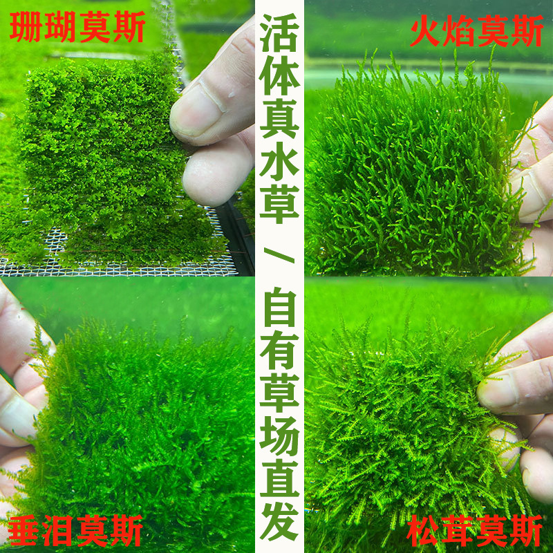 Fish tank landscaping MOS real aquatic plants wholesale living body Big Triangle weeping small triangle flame weeping crystal mesh Fish tank landscaping MOS real aquatic plants wholesale living body Big Triangle weeping small triangle flame weeping crystal mesh