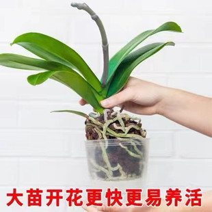 �����m���Ԏ����������������m������͏d�҃�ֲ�ﻨ���ļ����B��