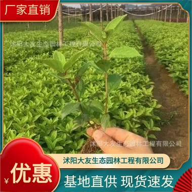 Европейская деревянная Гортензия База оптом Сорта самостоятельного производства Полный проект ландшафтного дизайна Озеленение рассады