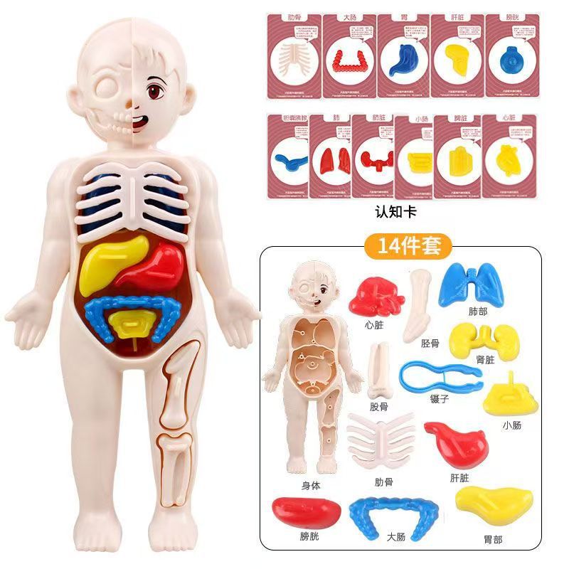 Human body assembly model [color box packaging] + 11 cognitive cards for organs