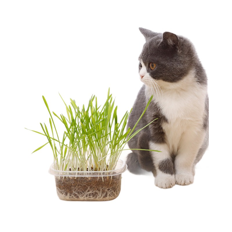 Set de hierba perezosa para gatos al por mayor bocadillos para gatos nutrientes suelo semillas de trigo en maceta bola de pellizco mascotas productos para gatos