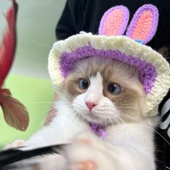ペットの犬と猫の女装帽子、子猫のヘッドギア、面白いかわいい帽子、写真撮影用の面白いウールの帽子