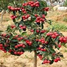 ɽ高���޽���Ʒ�N�o������Ѽt����������ɽ����ϱ����Nֲ