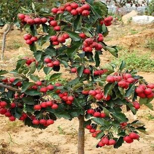 ɽ高���޽���Ʒ�N�o������Ѽt����������ɽ����ϱ����Nֲ