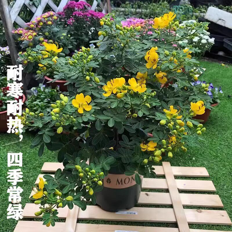 黄金梅决明子黄槐花盆栽蛇灭门阳台庭园花镜耐寒耐热植物易活绿植