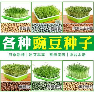 �㶹�N���߲��㶹��N��ѿ��˷N���ļ��N���㶹���㶹�̨