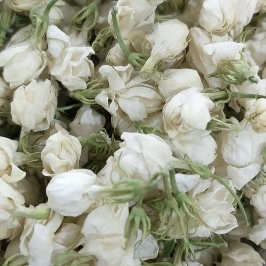 广西南宁横州市茉莉之都，厂家直销茉莉鲜花干花卉
