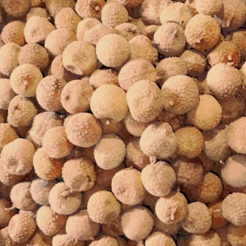 荔枝干 (4)_副本