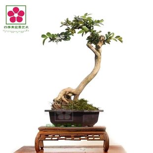 �S���辰СƷ���~���Ӱ�Ƥ�����옶�ز�һ��һ��