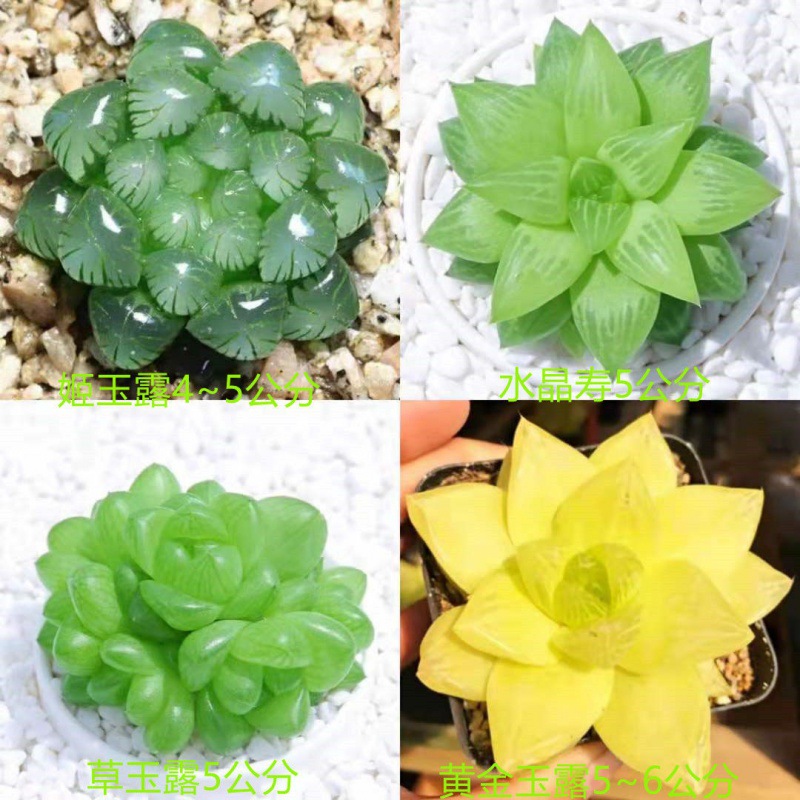 (훌륭한 가치) 히메 + 수정 + 풀 옥 이슬 + 금