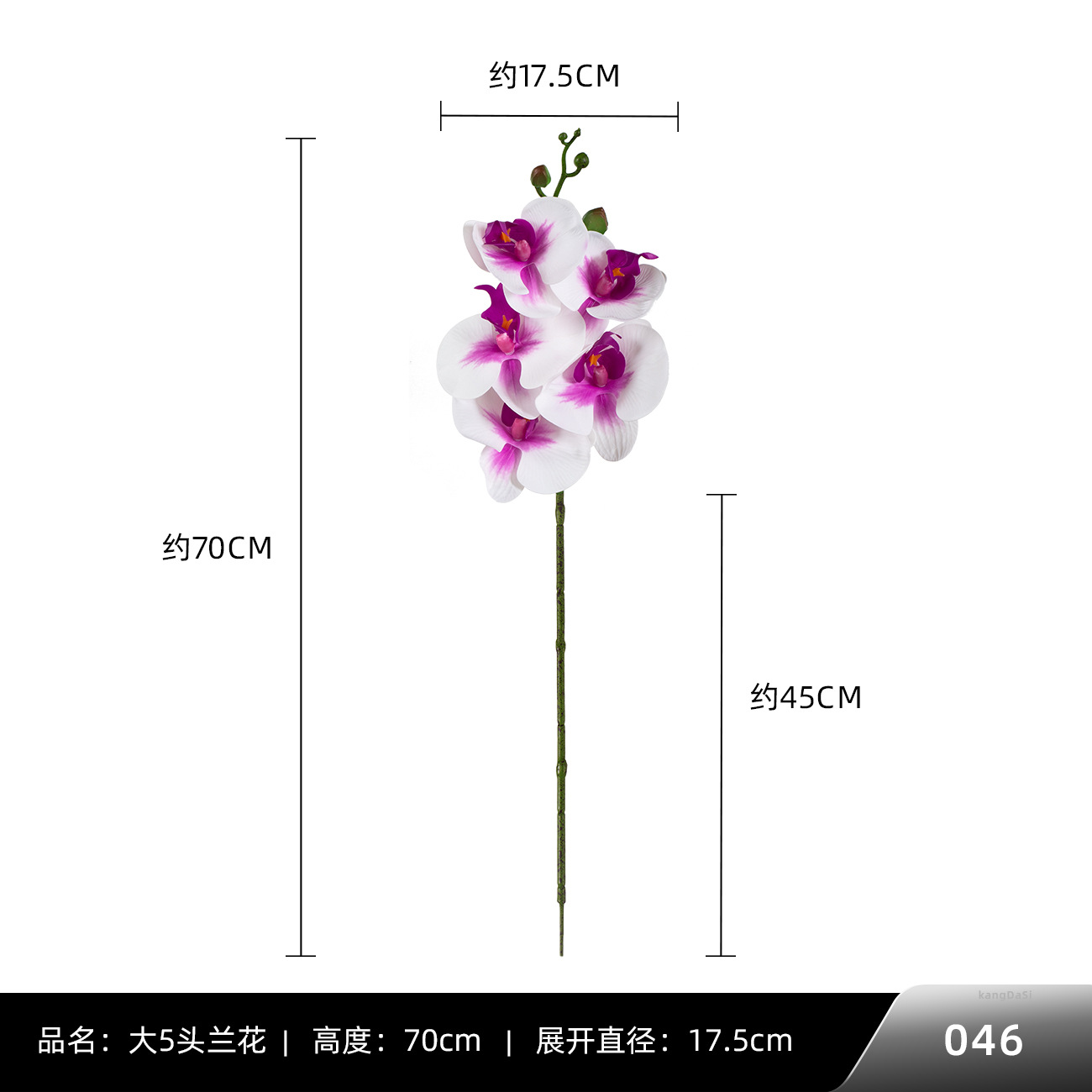 046 # 빅 5 호접란