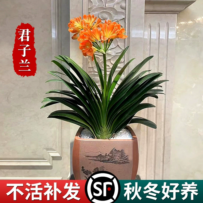 Старые рассады Кливии в горшках с цветочными бутонами орхидей цветут в любое время года и легко выращиваются в комнатных цветочных растениях, зеленых растениях с круглой головкой.