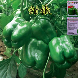 �𽷷N���ش���\���ཷ�˽��N���ļ��߮a�������̨�����߲˷N��