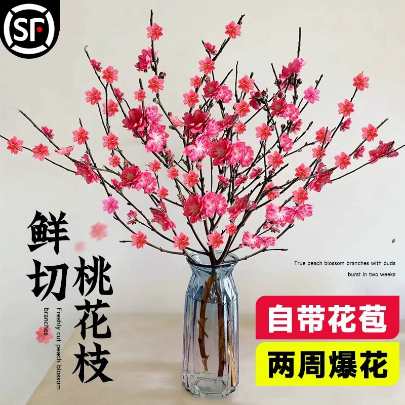 Свежие ветви персикового цвета с бутонами, гидропонные растения, комнатные цветы и зеленые растения, цветы жемчужной сливы при воздействии воды, ветви персикового цвета оптом.