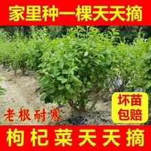 【老桩枸杞根】四季盆景枸杞树苗菜苗叶苗大叶新鲜煮汤可食用盆栽