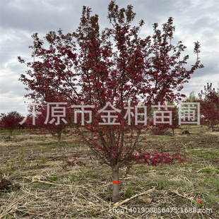 ���庣��1-15������@���^�������l��G�����籱�����庣�Ę�