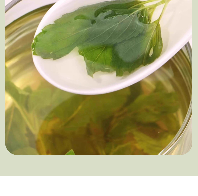 Mint Leaf Tea Bo He 500g Dried Mentha haplocalyx Loose Herbal Tea for Cooling Infusions in use