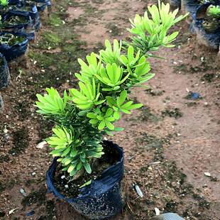 ̨������_�h��С�~���Ծ��r���ܾGֲ��V��ͥԺ�^�~�̨��픿͏d