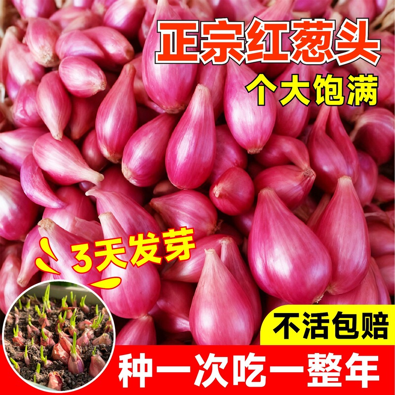 Four-season scallion seeds, Sichuan scallion seeds, scallion seeds, small scallion bulbs, red scallion, local fire scallion bulbs, wholesale Four-season scallion seeds, Sichuan scallion seeds, scallion seeds, small scallion bulbs, red scallion, local fire scallion bulbs, wholesale