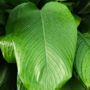 Fresh Guangxi Large Glutinous Rice Leaves for Commercial Use, Freshly Picked, Free Shipping, 40 Pieces, 20 Large Winter Festival Glutinous Rice Leaves with String, Wholesale