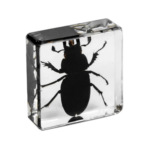 3.8cm small square black stag beetle