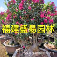 上海紫薇桩批发 造型紫薇桩景山东紫薇盆景 百日红桩头种植基地