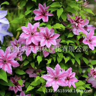 ����F��ɏ�N�������҃���ͥԺ����ֲ��������׷N���ļ��_���ͺ�