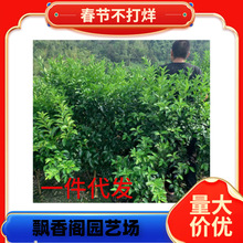 ɳ�ǽۘ����ϱ����Nֲ�o��ɰ�����Ә���޽ӽ��Ә�����Ԯ���Y��